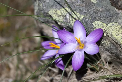 Fleur de petit Crocus (ou Crocus Minimus)