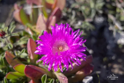 Fleurs de Carpobrotus