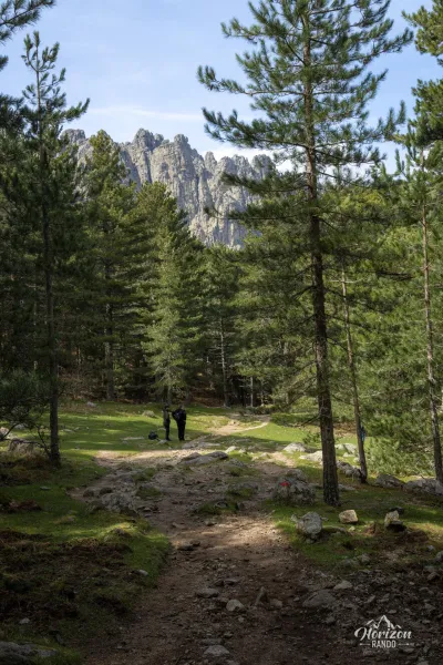 Forêt de pins de Bavella Forêt de pins de Bavella