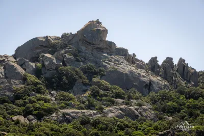 Lion de Roccapina