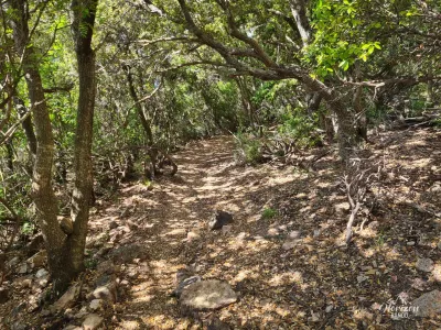 Sentier en sous-bois