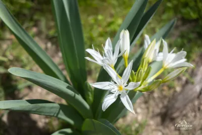Fleurs Fleurs