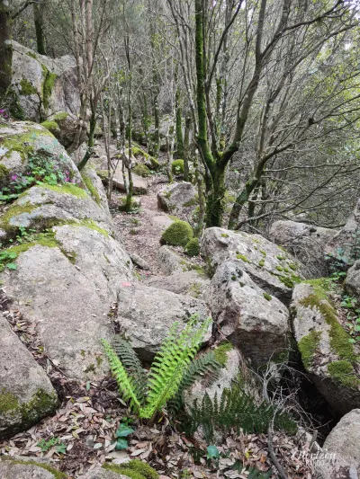 Sentier en forêt