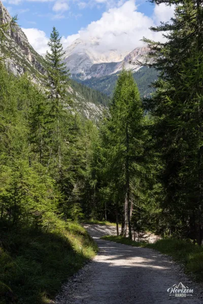 Piste forestière au retour