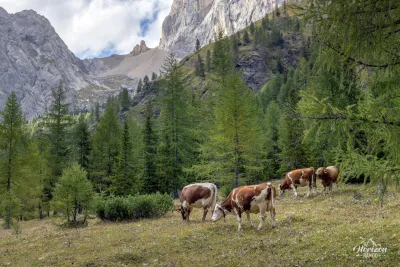 Malga Ciapela au Rifugio Falier – photo 4