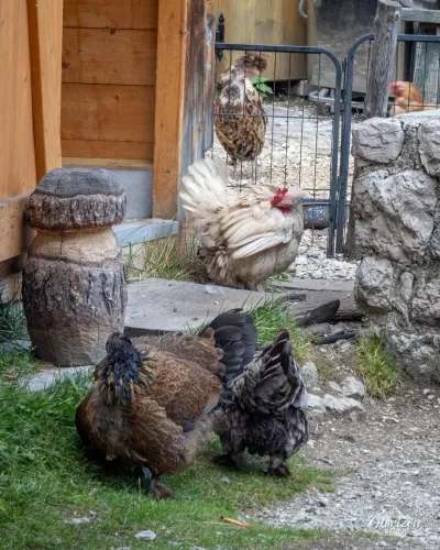 Malga Ciapela au Rifugio Falier – photo 9