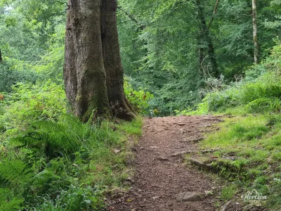 Forêt de Glenashdale Forêt de Glenashdale