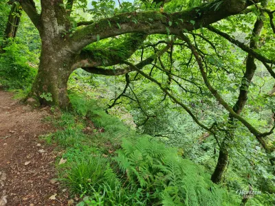Forêt de Glenashdale Forêt de Glenashdale