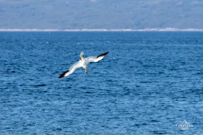 Plongeon d'un fou de bassan Plongeon d'un fou de bassan
