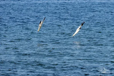 Plongeon de fou de bassan Plongeon de fou de bassan