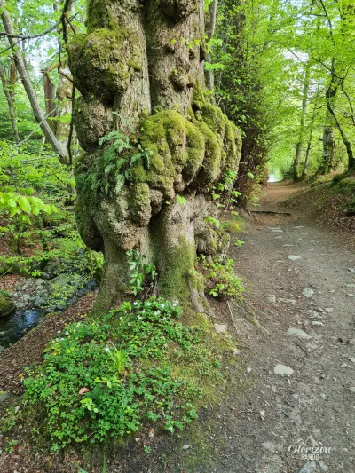 Sentier en forêt Sentier en forêt