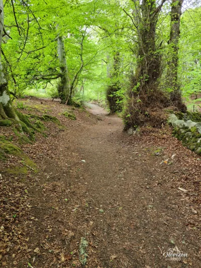Start of the walk in the woods Un court passage dans les bois