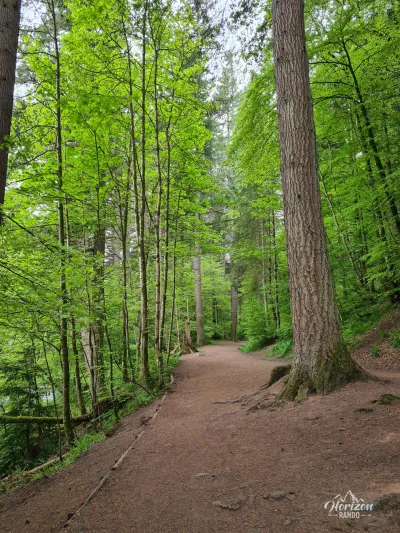 Sentier forestier Sentier forestier