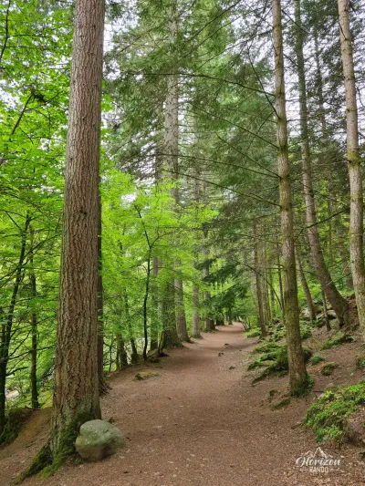 Sentier forestier Sentier forestier