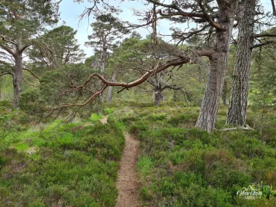 Forêt de pins de Rothiemurchus Forêt de pins de Rothiemurchus
