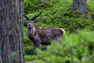 Un magnifique Cerf élaphe Un magnifique Cerf élaphe