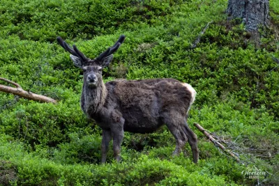 Un magnifique Cerf élaphe Un magnifique Cerf élaphe