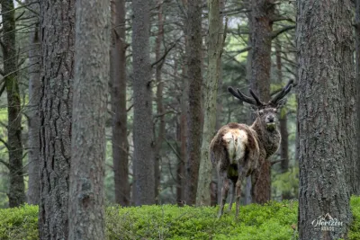 Un magnifique Cerf élaphe Un magnifique Cerf élaphe