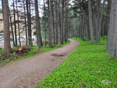 Court passage en forêt Court passage en forêt