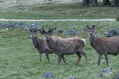 Nombreux Cerfs Nombreux Cerfs