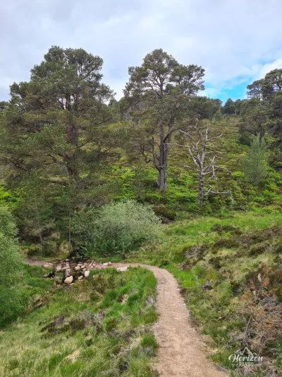 Retour dans la pinède Retour dans la pinède