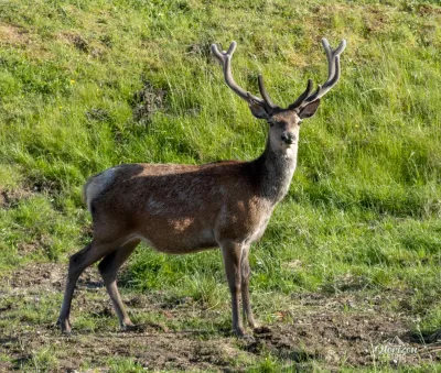 Cerf Cerf