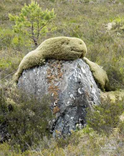 Loch Affric – photo 3