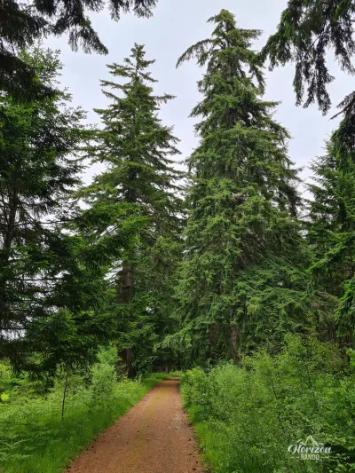 Sentier forestier Sentier forestier