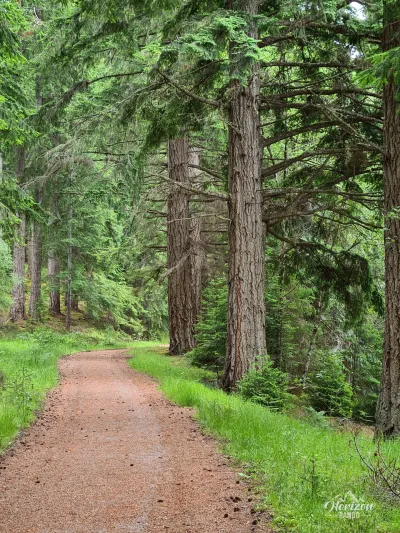 Sentier forestier Sentier forestier