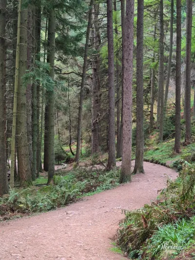 Début et fin de la randonnée en forêt Début et fin de la randonnée en forêt