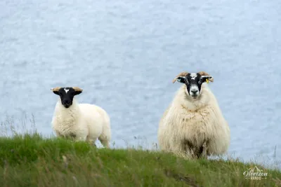 Moutons