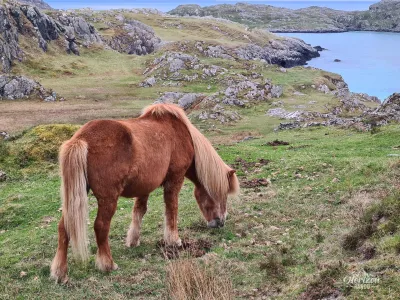 Chevaux Chevaux