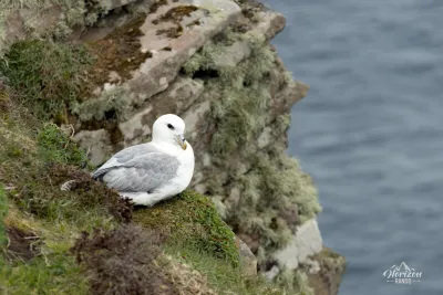 Un Fulmar boréal Un Fulmar boréal