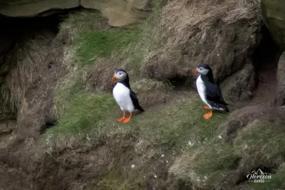 Des puffins (ou macareux) Des puffins