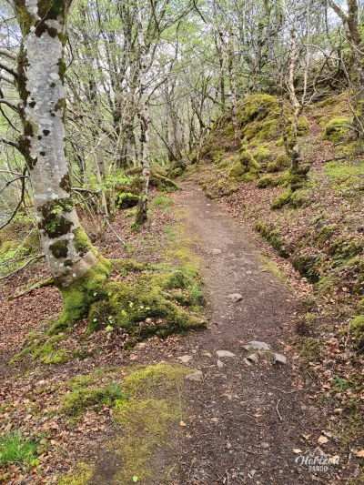 Début de la randonnée en forêt Début de la randonnée en forêt
