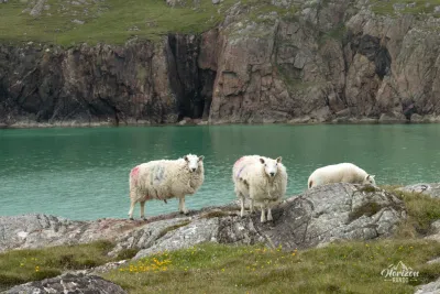 Moutons Moutons
