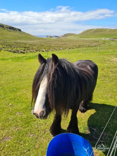 Cheval Cheval