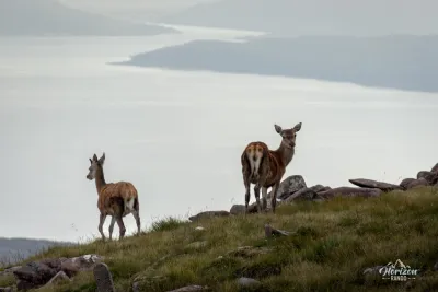 Rencontre avec des biches Rencontre avec des biches