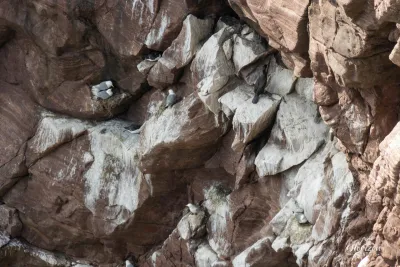 Colonie de Fulmar boréal
