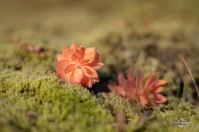 Fleur Fleur