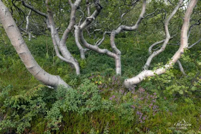 Forêt de bouleaux