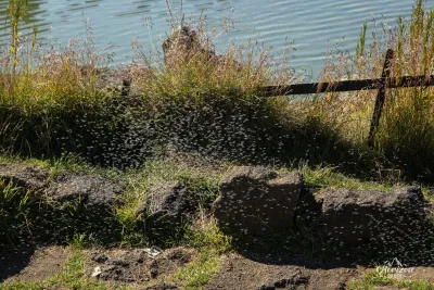 Des insectes par milliers !