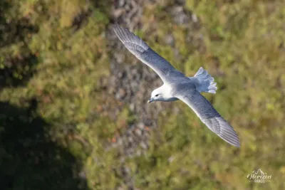 Fulmar boréal, une espèce d'oiseaux marins nichant dans le canyon