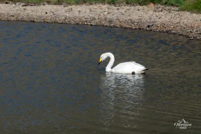 Un cygne Un cygne