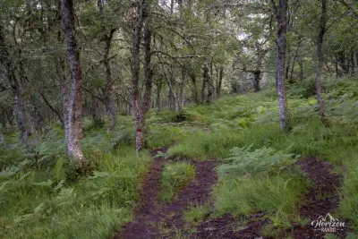 Retour en forêt Retour en forêt
