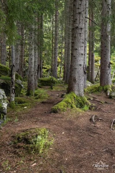 Sentier à l'ombre de la forêt pour commencer Sentier à l'ombre de la forêt pour commencer