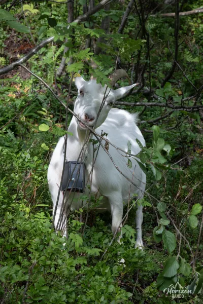 Rencontre avec des chèvres