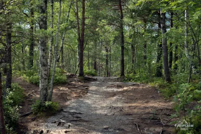 Descente en forêt Descente en forêt