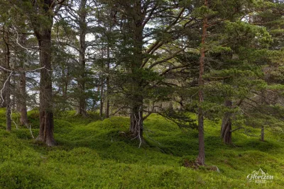 The trail goes through a pine forest. The trail goes through a pine forest.