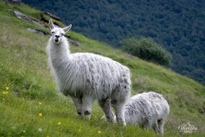 Lamas de la ferme de Vesterås Lamas de la ferme de Vesterås